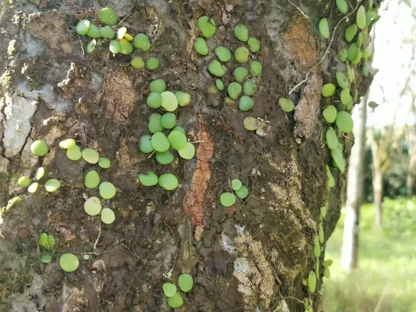 Écaille Dragon Fougère Rampant Sur Écorce Arbre — Photo