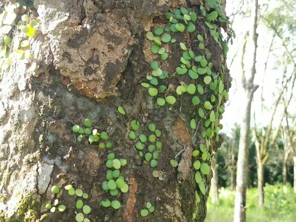 Écaille Dragon Fougère Rampant Sur Écorce Arbre — Photo