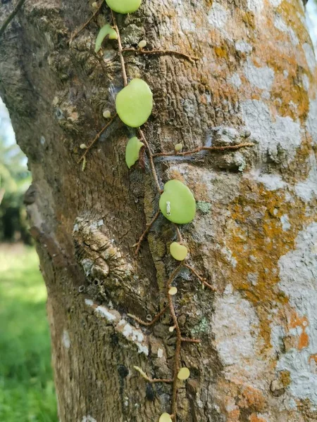 Écaille Dragon Fougère Rampant Sur Écorce Arbre — Photo