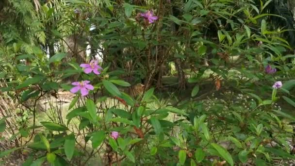 Фиолетовая Меластома Малабатрикум — стоковое видео