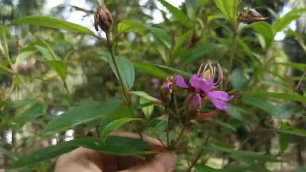 Melastoma Púrpura Silvestre Malabathricum Planta — Vídeos de Stock