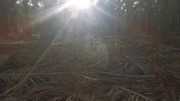丝球编织蜘蛛蜘蛛网在种植园里 — 图库视频影像
