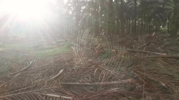 Hedvábná Koule Tkalcovská Pavučina Pavučina Plantáži — Stock video