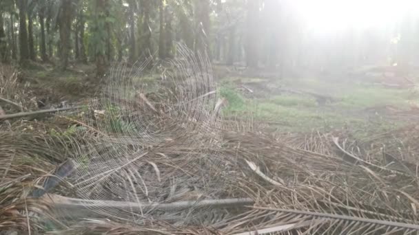 Silk Orb Weaver Spider Webcob Plantation — Stock Video