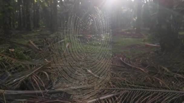 Silk Orb Weaver Spider Webcob Plantation — Stock Video