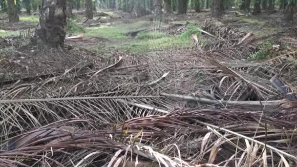 Hedvábná Koule Tkalcovská Pavučina Pavučina Plantáži — Stock video