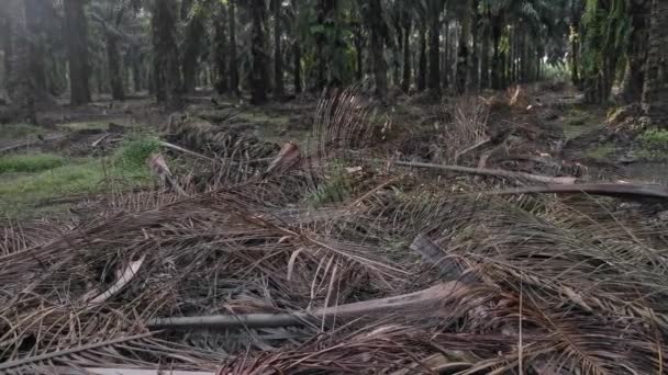 Hedvábná Koule Tkalcovská Pavučina Pavučina Plantáži — Stock video