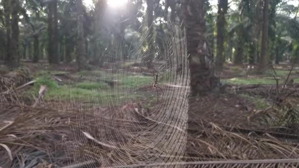 丝球编织蜘蛛蜘蛛网在种植园里 — 图库视频影像
