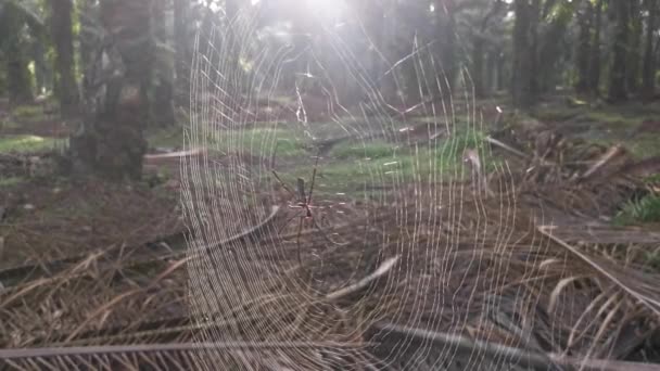 Silk Orb Weaver Spider Webcob Plantation — Stock Video