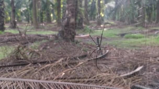 Orbe Seda Tejedor Araña Mazorca Plantación — Vídeos de Stock