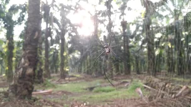 Silk Orb Weaver Spider Webcob Plantation — Stock Video