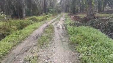 Kırsal yoldaki çiftlik çiftliğinde yürüyorum..