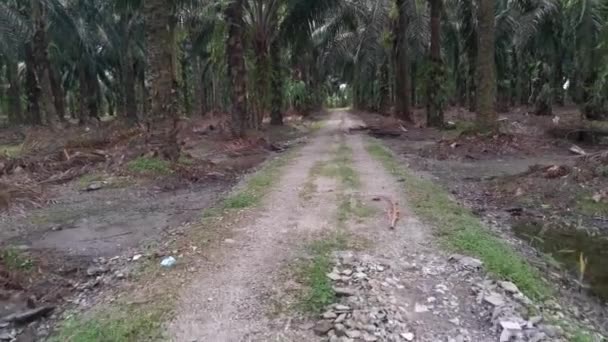 Caminhando Fazenda Plantação Estrada Rural — Vídeo de Stock