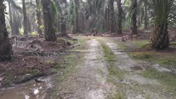 Caminhando Fazenda Plantação Estrada Rural — Vídeo de Stock