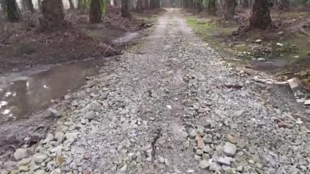 Caminhando Fazenda Plantação Estrada Rural — Vídeo de Stock