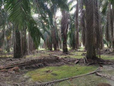 Petrol palmiyesi çiftliğinde karamsar bir manzara.