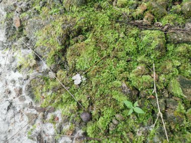 Her yeri kaplayan yosunlar.