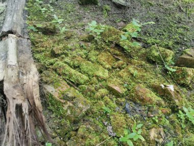 Her yeri kaplayan yosunlar.