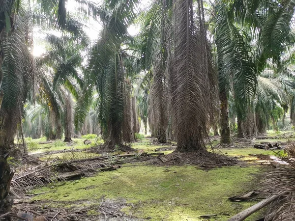 Náladová Krajina Plantáži Palmy Olejové — Stock fotografie