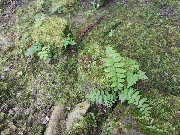 Musgo Verde Salvaje Que Cubre Suelo —  Fotos de Stock