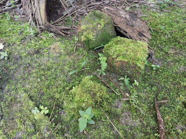 地面を覆う緑の苔は — ストック写真