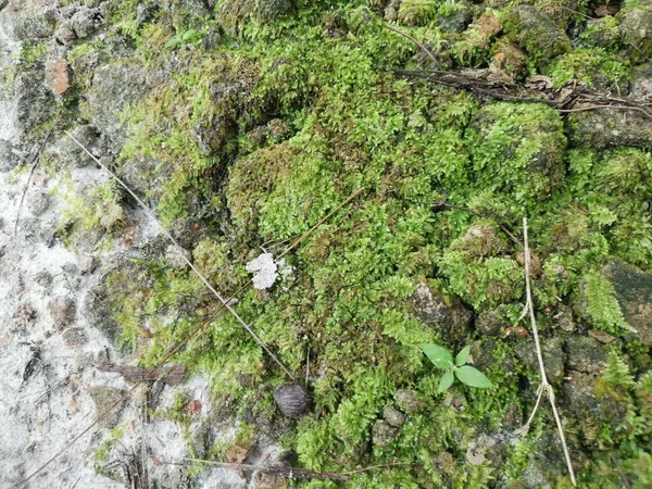 Musgo Verde Salvaje Que Cubre Suelo —  Fotos de Stock