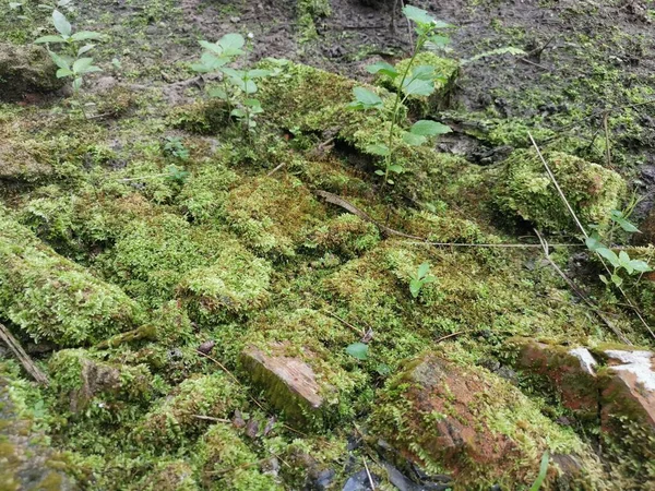 Musgo Verde Salvaje Que Cubre Suelo — Foto de Stock