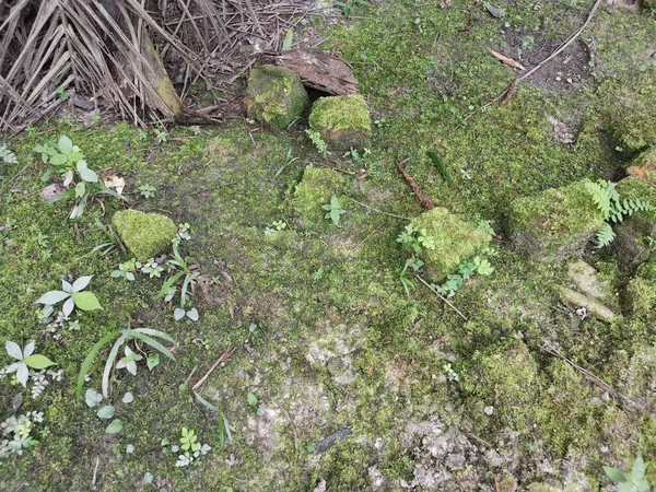 Musgo Verde Selvagem Que Cobre Solo — Fotografia de Stock