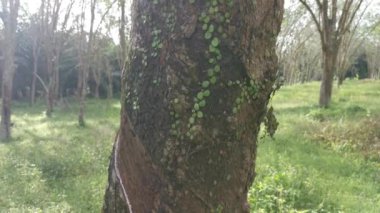 Ağaç kabuğunda sürünen ejderha eğreltiotu..