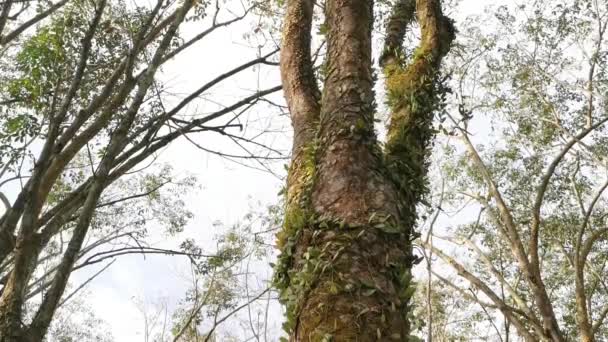 Dračí Šupinatá Kapradí Plazící Stromové Kůře — Stock video