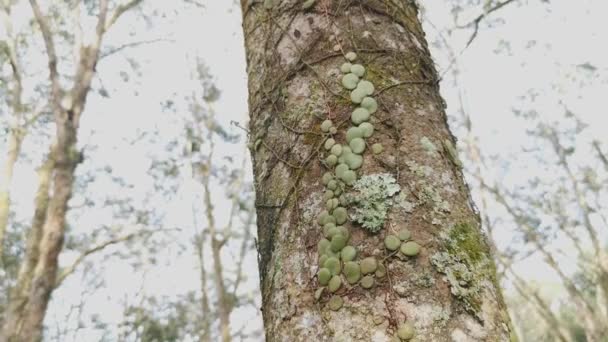 Helecho Escala Del Dragón Arrastrándose Sobre Corteza Del Árbol — Vídeo de stock