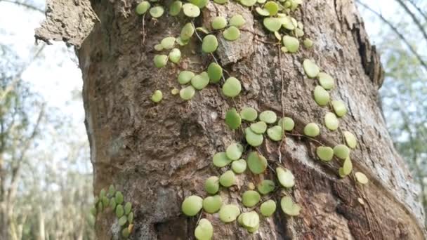 Helecho Escala Del Dragón Arrastrándose Sobre Corteza Del Árbol — Vídeos de Stock