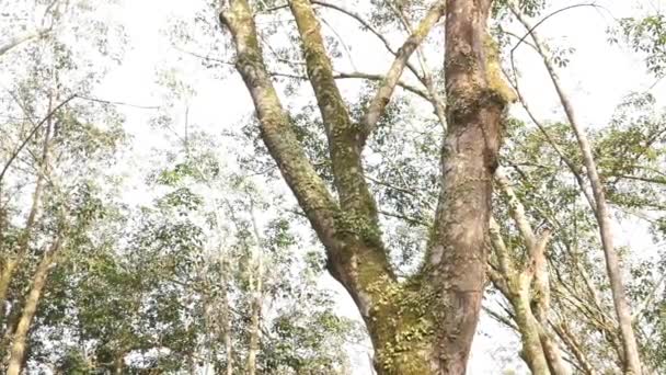 Ağaç Kabuğunda Sürünen Ejderha Eğreltiotu — Stok video