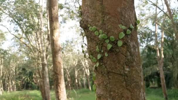 Drakens Fjäll Fern Kryper Trädets Bark — Stockvideo