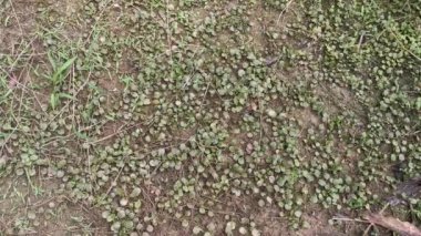 Ejderha eğreltiotu pulu yerde sürünüyor.