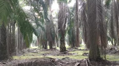 Asılan dalların, palmiye ağacındaki yaprağının kasvetli manzarası.