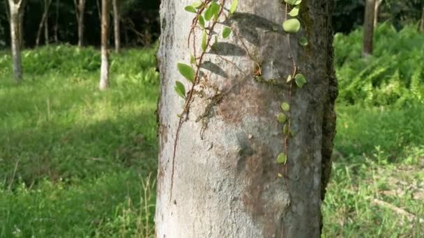 Écaille Dragon Fougère Rampant Sur Écorce Arbre — Video