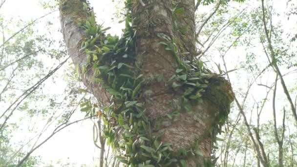 龙鳞蕨类在树皮上爬行 — 图库视频影像