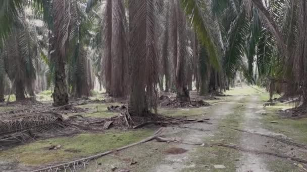 Stimmungsvolle Landschaft Mit Hängenden Zweigen Auf Der Ölpalmenplantage — Stockvideo
