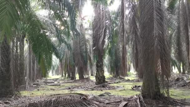 Stimmungsvolle Landschaft Mit Hängenden Zweigen Auf Der Ölpalmenplantage — Stockvideo