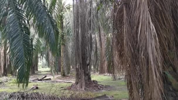 油棕种植园挂枝叶的凄凉景致 — 图库视频影像