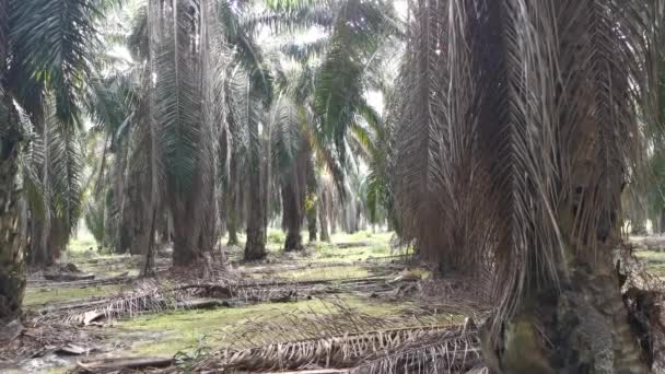 Humorzasty Krajobraz Scena Wiszące Gałęzie Liść Plantacji Palmy Olejnej — Wideo stockowe