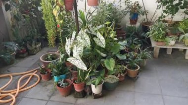 Yapraklı yeşil ev bitkilerinin verandasında. 