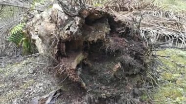 Hurma ağacının kütüğü yere saçıldı..