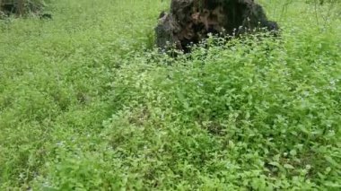 Hurma ağacının kütüğü yere saçıldı..