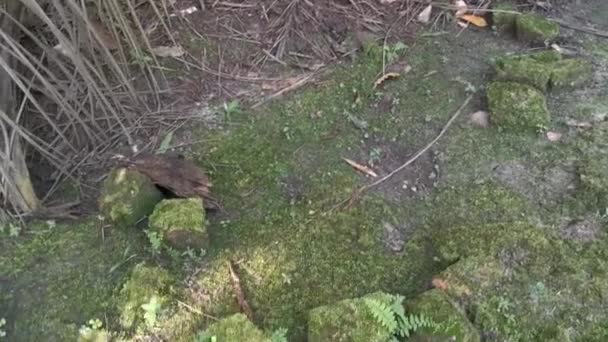 Musgo Verde Salvaje Que Cubre Suelo — Vídeo de stock