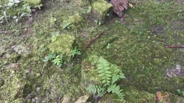 Het Wilde Groene Mos Dat Grond Bedekt — Stockvideo