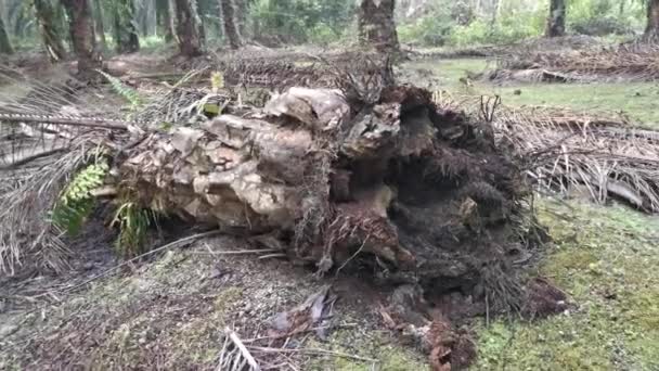 Падіння Пальмової Олії Стовбур Дерева Розпадається Землі — стокове відео