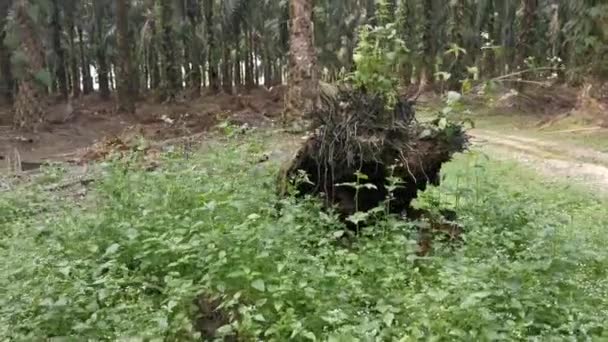 Chute Tronc Arbre Huile Palme Pourrissant Sur Sol — Video