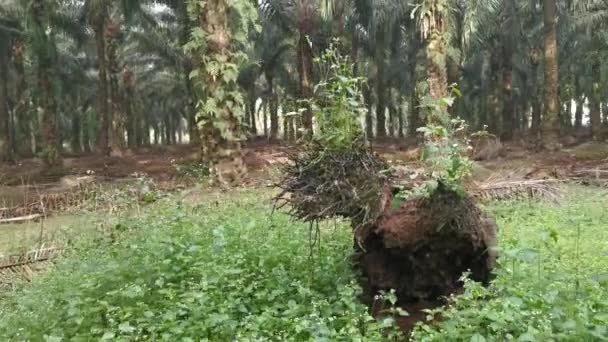 Caído Tronco Palma Árvore Óleo Decadente Chão — Vídeo de Stock